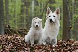 BERGER BLANC SUISSE - ADULTS ET PUPPIES 041